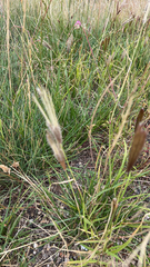 Chloris virgata