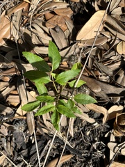 Zanthoxylum clava-herculis