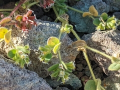 Euphorbia setiloba
