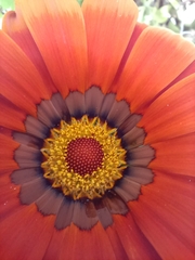 Asteraceae