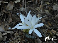 Colchicum troodi