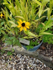 Chasmanthium latifolium