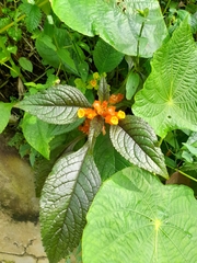 Chrysothemis pulchella