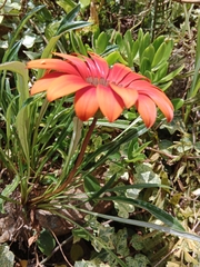 Asteraceae