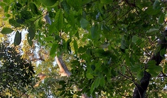 Aidia cochinchinensis