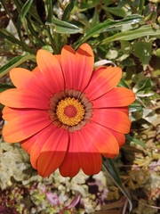 Asteraceae