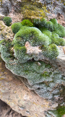 Grimmia pulvinata