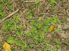 Potentilla hebiichigo