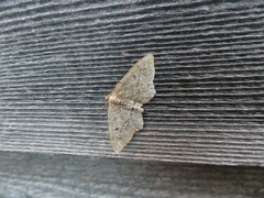Hypagyrtis piniata