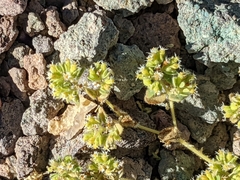 Euphorbia setiloba
