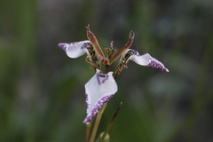 Moraea unguiculata