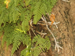 Davallia griffithiana