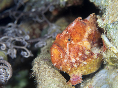 Abantennarius coccineus