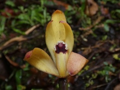 Maxillaria porrecta