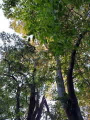 Aidia cochinchinensis