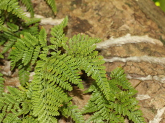 Davallia griffithiana