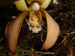 Maxillaria porrecta