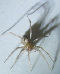 Tegenaria domestica