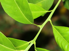 Citrus × microcarpa