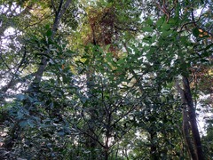 Aidia cochinchinensis