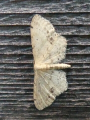 Idaea dimidiata
