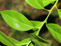 Citrus × microcarpa