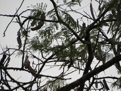 Anadenanthera colubrina