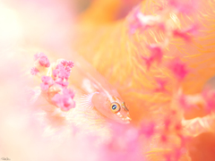 Pleurosicya boldinghi