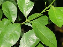 Citrus × microcarpa