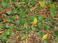 Lepidagathis inaequalis