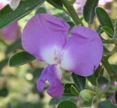 Podalyria calyptrata