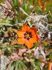 Sparaxis tricolor