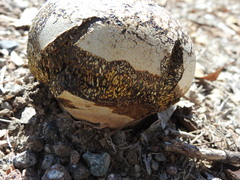 Pisolithus arenarius