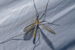 Tipula