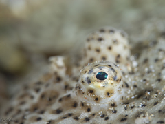 Pardachirus marmoratus