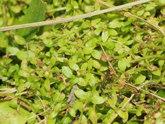 Callitriche stagnalis