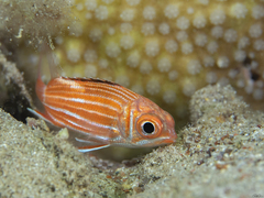 Sargocentron diadema