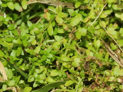 Callitriche stagnalis