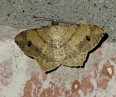 Psamatodes abydata