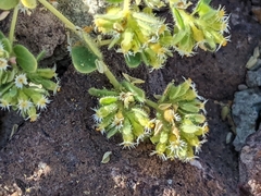 Euphorbia setiloba