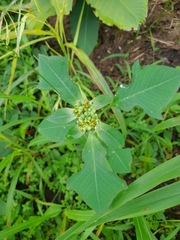 Euphorbia heterophylla image