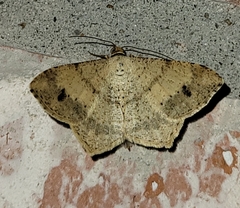 Psamatodes abydata