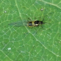 Aphididae