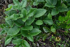 Knowltonia vesicatoria