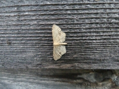 Idaea dimidiata