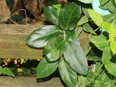 Vincetoxicum hirsutum