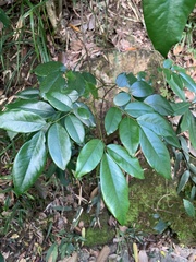 Archidendron lucidum