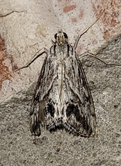 Evergestis simulatilis