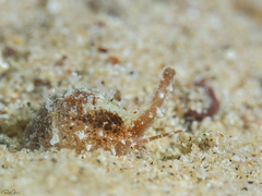 Trivirostra scabriuscula