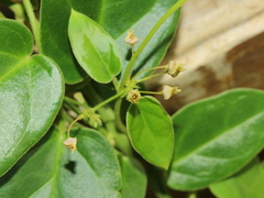 Vincetoxicum hirsutum